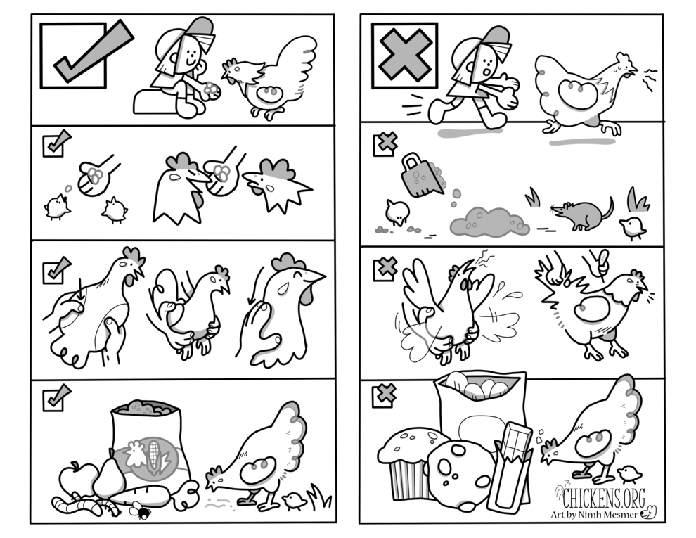 Chicken Care Sheet clipped