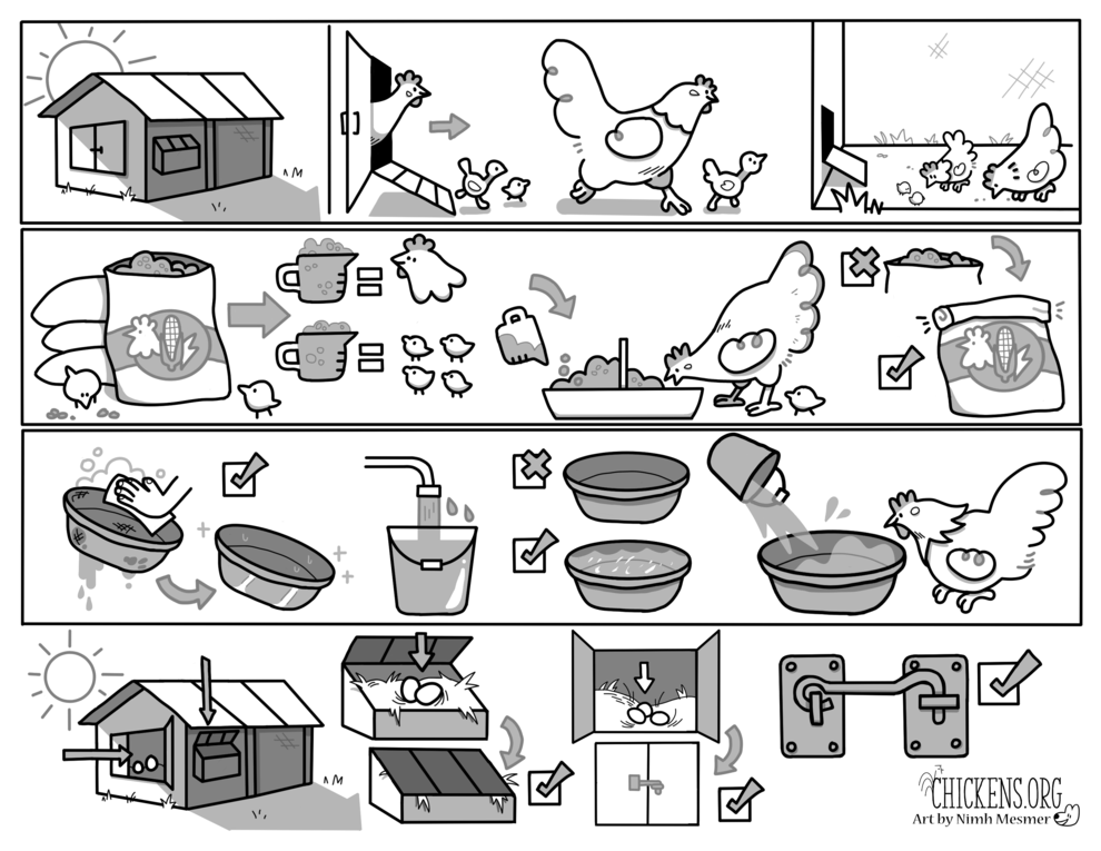 Morning Chicken Instructions