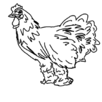 brahma