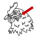 chicken ear