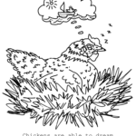 dreaming chicken
