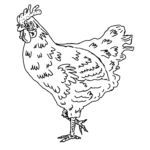 rhode island red